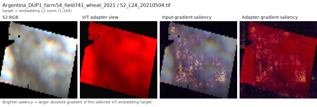 ViT saliency map for an Argentina wheat field